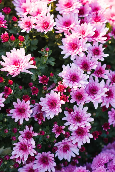 Hermosos Crisantemos Otoño Púrpura Jardín —  Fotos de Stock