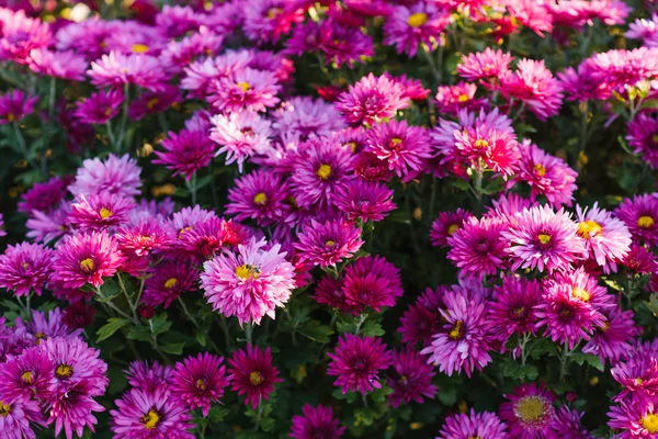 Красиві Фіолетові Осінні Хризантеми Саду — стокове фото