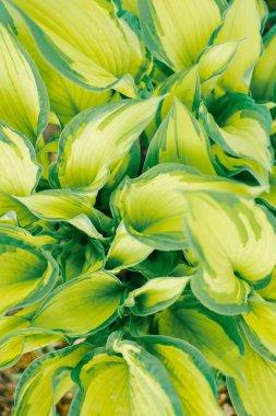 Yeşil ve açık yeşil çiçekler sunucuları kapatın