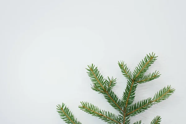Minimalistyczna Stylowa Karta Świąteczna Gałąź Świerkowa Białym Tle Widok Góry — Zdjęcie stockowe