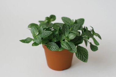 beyaz bir arka plan üzerinde kahverengi bir tencerede beyaz çizgiler ile houseplant fittonia koyu yeşil