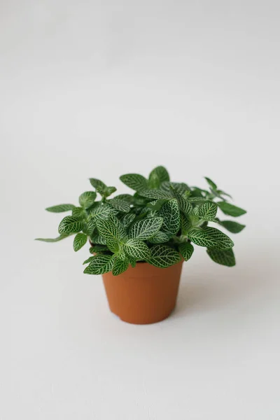 Houseplant Fittonia Dark Green White Streaks Brown Pot White Background — Stock Photo, Image