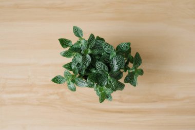kurulları ile bej arka plan üzerinde kahverengi bir tencerede beyaz çizgiler ile houseplant fittonia koyu yeşil