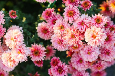 Bahçedeki pembe kasımpatı çiçeklerinin güzel arka planı