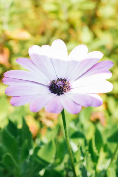 淡紅色のアフリカのデイジー オスペルマムの花を閉じます — ストック写真