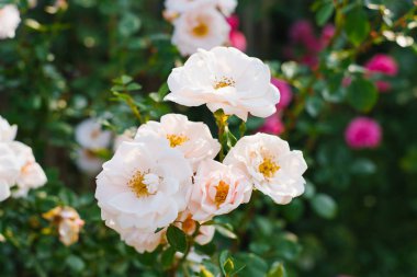 Bahçede solgun pembe bir gül