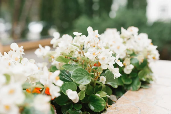 Die Weißen Blüten Der Begonien Die Garten Wachsen Landschaftsplanung — Stockfoto