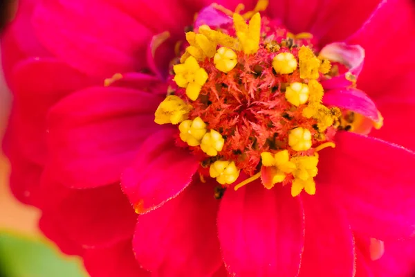 Pink Bright Zinnia Flower Close — Stock Photo, Image