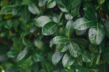 Uzun ömürlü bir bitkinin güzel yeşil yaprakları. Yağmurdan sonra, yaprakların üzerine su damlıyor.