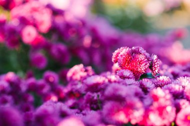 Sonbahar bahçesinde pembe ve mor kasımpatılar, seçici odaklanma