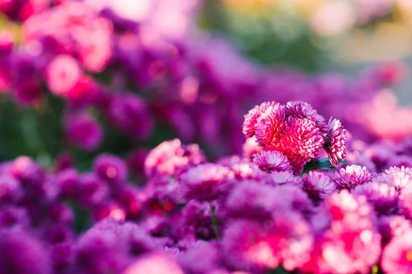 Pink and purple chrysanthemums in autumn garden, selective focus