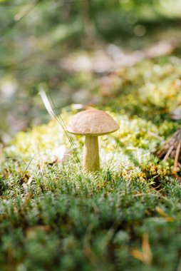 Aspen mantarı sonbaharda veya sonbaharda ormandaki yosunlarda yetişir. 