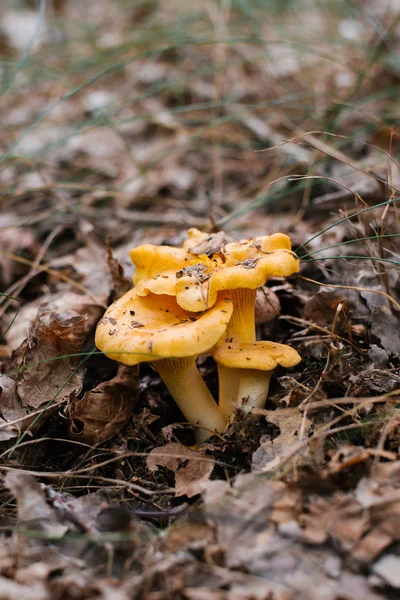 Chanterelle Mushrooms Grow Forest Autumn Summer — Stock Photo, Image