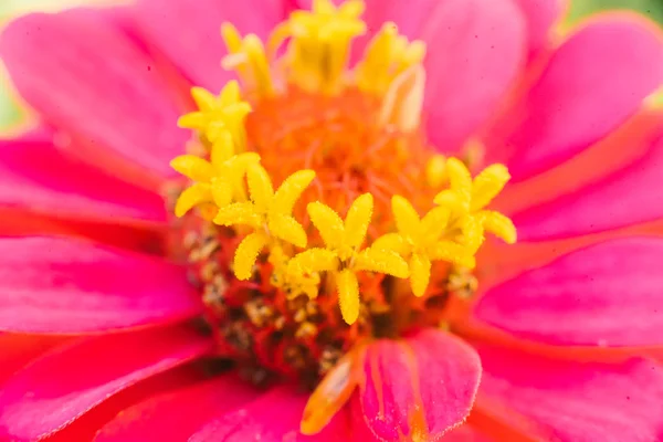 Рожева Квітка Цинічна Макро Крупним Планом Квітковий Фон — стокове фото