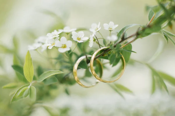 Bröllopsringar hänger på en gren av en Bush med många vita blommor på våren på ett bröllop. Symbol för kärlek och lojalitet av ett förälskat par — Stockfoto