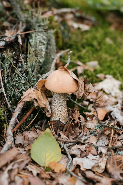 Les champignons bolets poussent dans la forêt. La recherche de champignons i — Photo