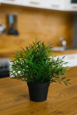 Evin içinde siyah bir saksıda saksı var.