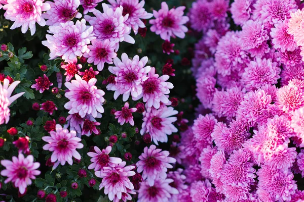Бузкові і бузкові квіти хризантем в саду — стокове фото