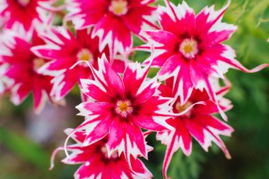 Pembe beyaz çiçekler Phlox Drummond