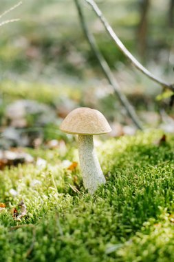 Boletus mantarı yaz veya sonbahar ormanlarında yetişir. 