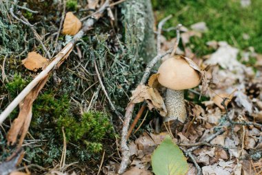 Autumn or summer boletus boletus mushroom grows from under the m