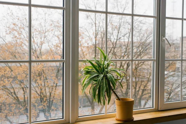 Blume der Dracaena in einem Blumentopf auf einem Fenster in einem Zimmer zu Hause — Stockfoto