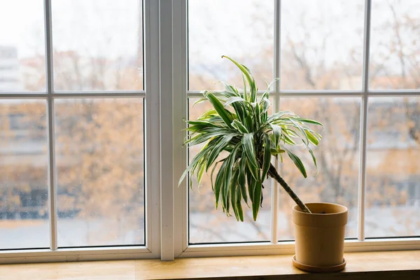 Flower of dracaena in a flowerpot on a window in a room at home — Stok fotoğraf