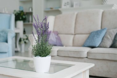 An artificial lavender flower in a white pot stands on a coffee 