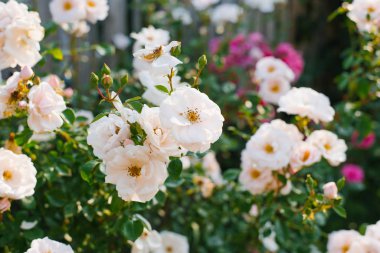 Beautiful milk shrub roses or rose hips growing in the summer