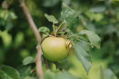 Gelinle damadın altın nişan yüzükleri.
