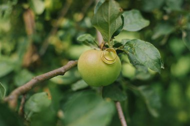 Gelin ve damadın nişan yüzükleri yeşil bir elma dalında asılı.