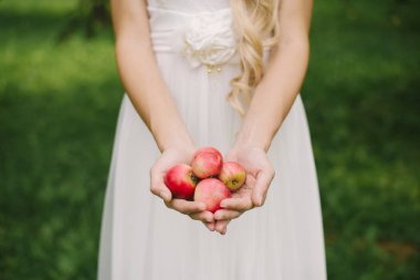 Small fresh red apples in the hands of a woman bride in a white 