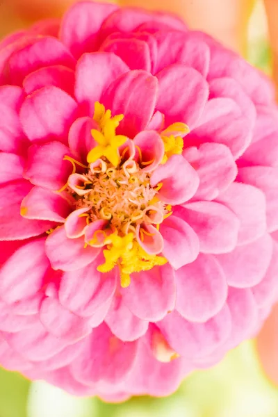 Rosa Zinnia-Blüte in Nahaufnahme im Sommer — Stockfoto