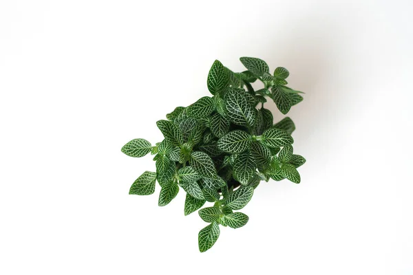Fittonia dark green with white streaks in a brown pot on a beige background with boards. Top view — ストック写真