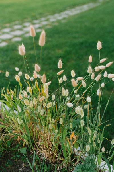 Ziergrashasenschwanz oder Lagurus im Sommer auf einem Blumenbeet — Stockfoto