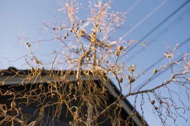 Kışın mavi gökyüzüne karşı külahlı iğnesiz ağaç.
