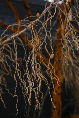 Kışın külahlı iğnesiz ağaç.