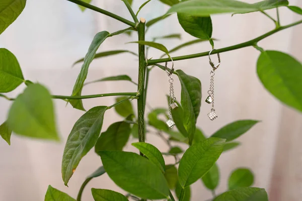Ювелірні сережки висять на гілці кімнатної рослини. Аксесуари f — стокове фото