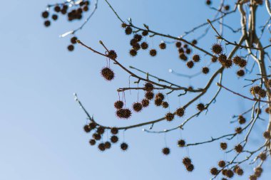 Bir çınar ağacının dalları ve arka planda meyveler. 