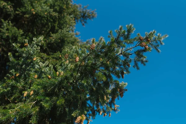 Drzewo iglaste z szyszkami na tle przejrzystego błękitnego nieba — Zdjęcie stockowe