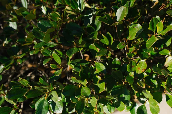 Поле зеленого листя буша — стокове фото