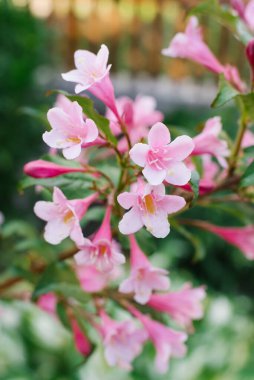 Yazın bahçedeki bir dalda pembe Weigela çiçekleri. Seçici odak