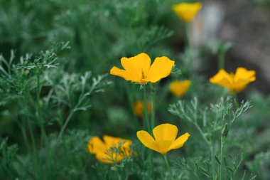 Escholzia sarı çiçekleri yazın bahçede yetişir. Seçici odak.