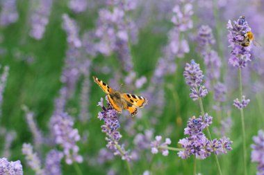 Kelebek ürtiker tarlada bir lavanta çiçeğinin üzerinde oturur..