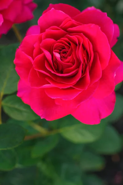 Selektywny Nacisk Fuksję Kwiat Róży Zbliżenie Ogrodzie Lecie — Zdjęcie stockowe
