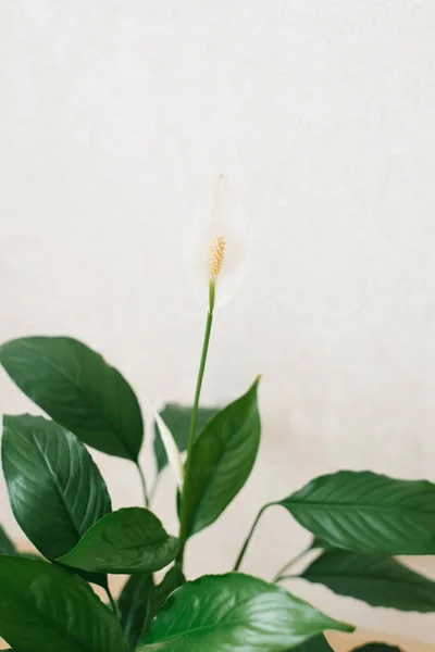 Planta Interior Spatiphyllum Con Flor Blanca Cerca Con Enfoque Selectivo — Foto de Stock