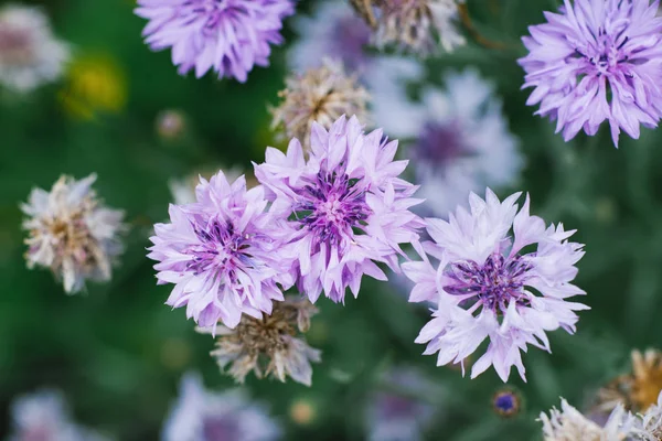 Selektiver Fokus Auf Fliederfarbene Kornblumen Sommer Garten Der Blick Von — Stockfoto