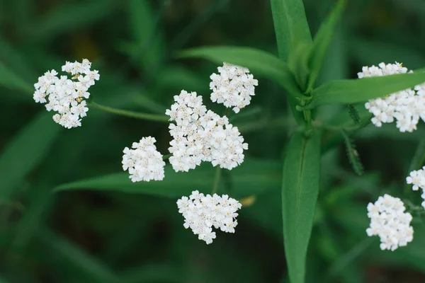 Selective focus on white yarrow flowers in summer in the garden close-up. Flower background.