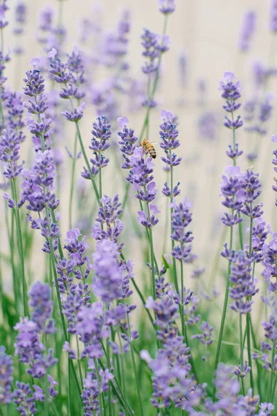 Délicates Fleurs Lavande Lilas Dans Jardin Été Une Abeille Est — Photo