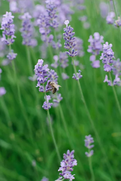 Delicate Lilac Lavender Flowers Garden Summer Bee Sitting Lavender Flower — Stock Photo, Image